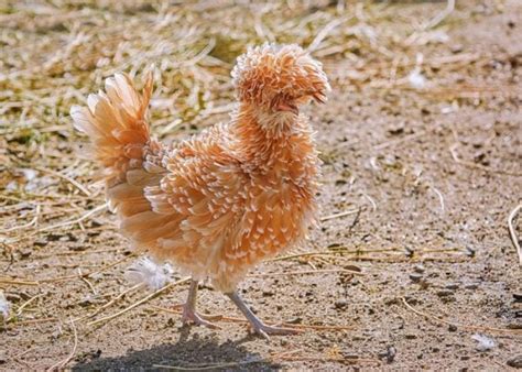 Miniature Chickens - The Happy Chicken Coop