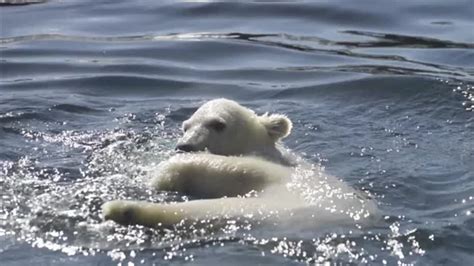 Polar bear cub shows off swimming skills | News UK Video News | Sky News