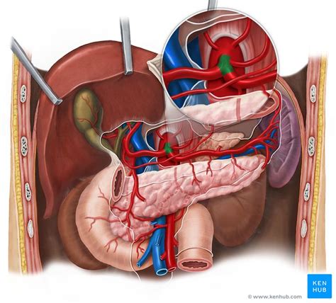 Celiac trunk | Medical anatomy, Medical education, Trunks