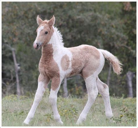 American Curly Horse - Dogs And Cats Wallpaper