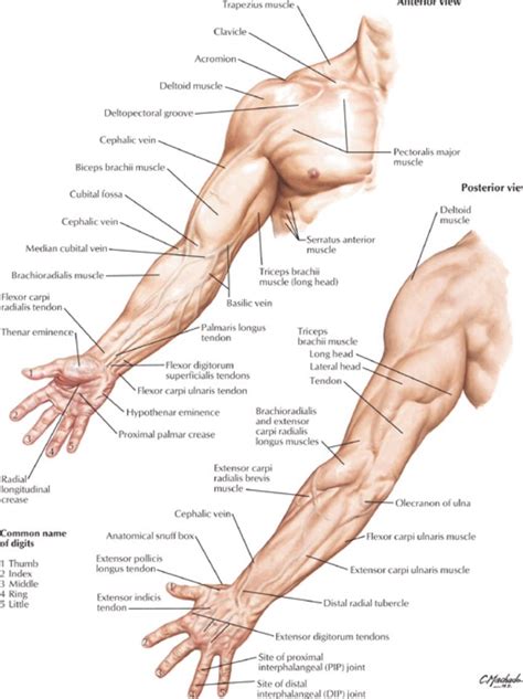 Surface Anatomy of the Arm - Netter