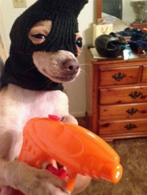 Robber Dog - Funny Animal Memes