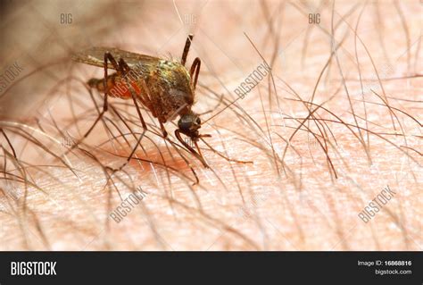 Anopheles Mosquito - Image & Photo (Free Trial) | Bigstock