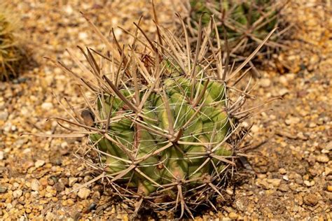 ¿Qué son las espinas de los cactus? - Mi Diario De Campo