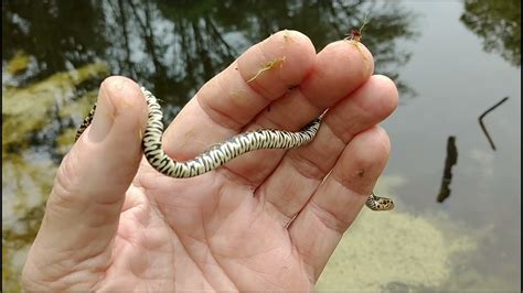 Baby Water Snake