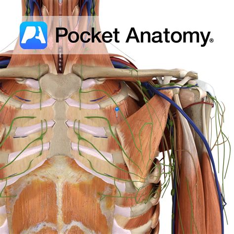 External intercostals - Pocket Anatomy