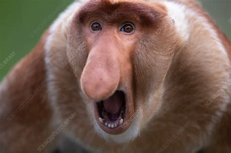 Proboscis monkey - Stock Image - C052/4090 - Science Photo Library