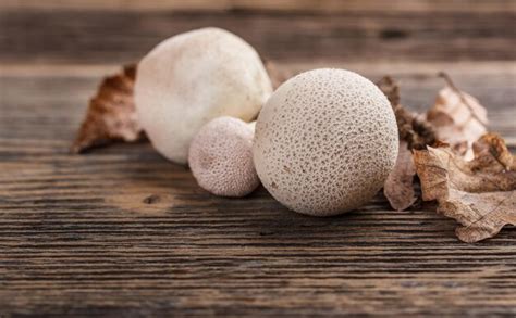 Premium Photo | Common puffball