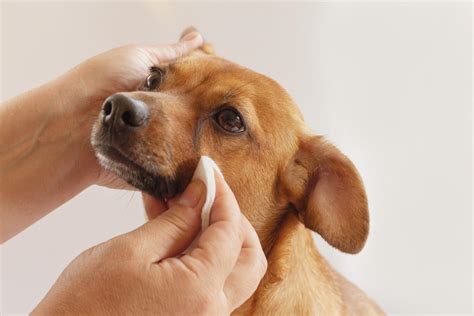 What Your Dog's Eye Discharge is Telling You: A 101 Guide