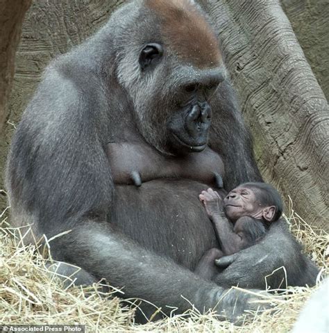 gorillas monkeys babies mothers - Google Search | Baby gorillas, Bronx ...