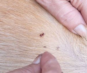 fleas on dog skin – KeepingDog