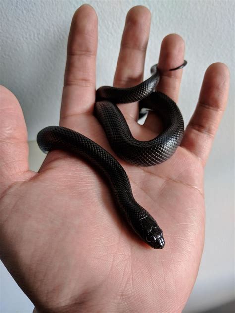 mexican BLACK KING SNAKE | Pet snake, Snake breeds, Baby snakes