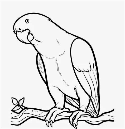 Beautiful Bird Parrot Coloring Colour Drawing Hd Wallpaper - Parrot Coloring Pages - 1048x1081 ...