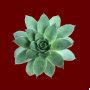 Green Succulent Botanical Desert Red Ceramic Tile | Zazzle.com