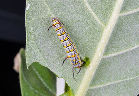 Closeup To Larva Plain Tiger Butterfly Caterpillar, Danaus Chrysippus Stock Image - Image of ...