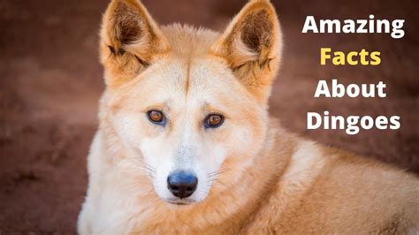 Top 30 Amazing Facts About Dingoes - YouTube