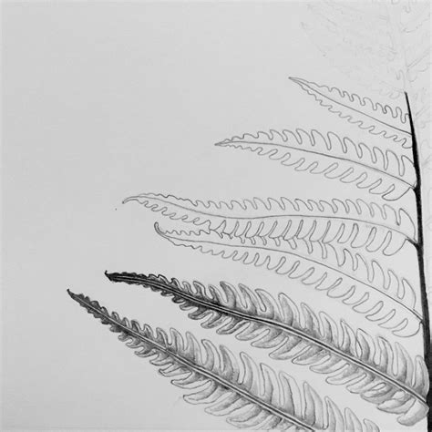 Silver Fern Drawing at PaintingValley.com | Explore collection of Silver Fern Drawing