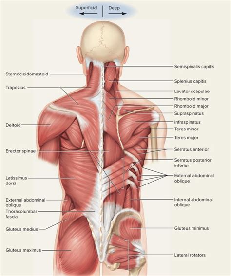 Muscles Of Back: Anatomy, Origin, Insertion, Function Mobile Physio Clinic | atelier-yuwa.ciao.jp