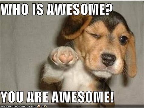 WHO IS AWESOME? YOU ARE AWESOME! | Funny animal memes, Funny motivational memes, Funny animals