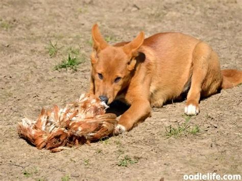 Do Wild Dogs Eat Vegetables