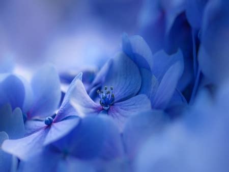 Blue Hydrangea - Flowers & Nature Background Wallpapers on Desktop Nexus (Image 2286628)