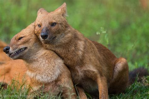 55 best Dhole images on Pholder | Natureismetal, Awwducational and ...