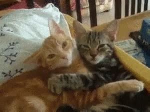 Cat Hugging GIF - Cat Hugging Cats - Discover & Share GIFs | Cat cuddle, Crazy cats, Best cat gifs