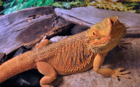 Bearded Dragon Overweighed - 5 Tips To Lose Weight - Reptile Jam