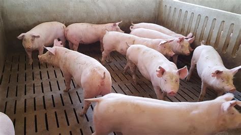 Preparing the gilt: Health aspects - Articles - pig333, pig to pork ...