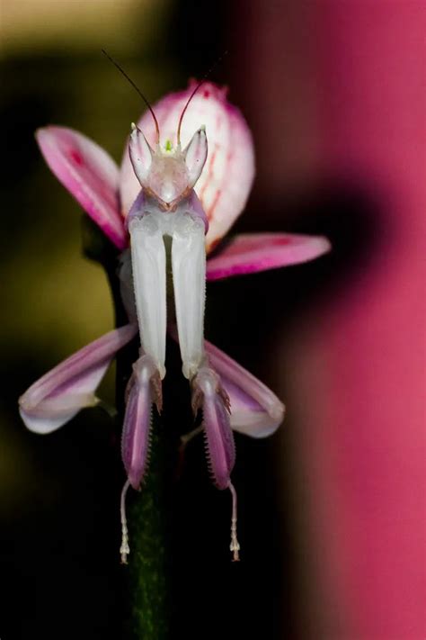 Mystery Creature revealed - the Orchid Mantis - Dr. How's Science Wows