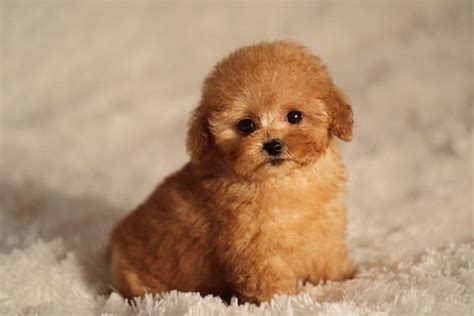 8 Teacup Poodle Facts - Fact Animal