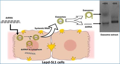 Double-stranded RNA in exosomes: potential systemic RNA interference pathway | Exosome RNA