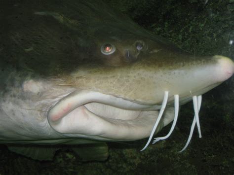 kaluga sturgeon (Huso dauricus) | ZooChat