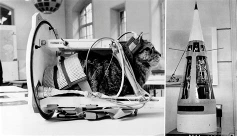 October 18, 1963: Félicette, a Black and White Female Parisian Stray Cat, Became the First Cat ...