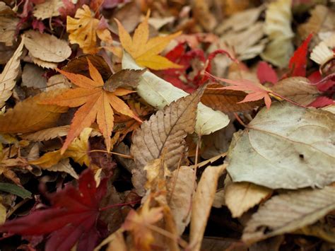 Dry Leaves Wallpaper 4K Background | HD Wallpaper Background