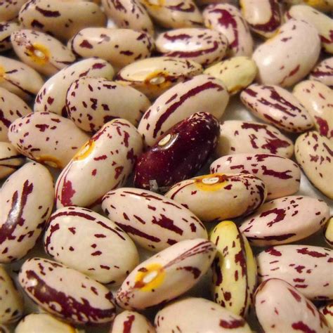 Red Speckled Kidney Beans – MDECA