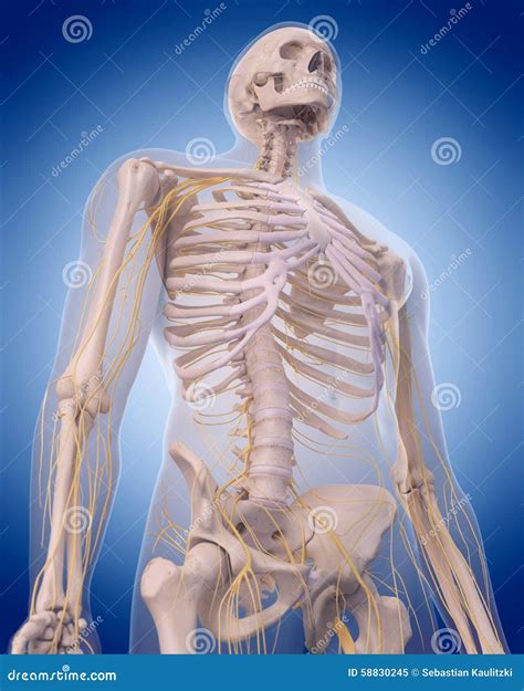 Nerves of the upper body stock illustration. Illustration of ribs - 58830245