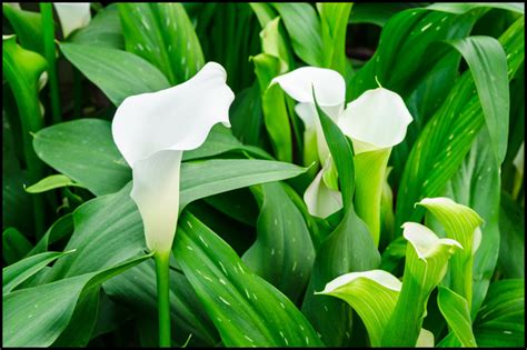 Different Types Of Lily Flowers | The Garden