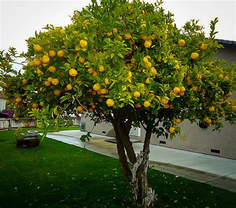 Eureka Lemon Trees For Sale Online | The Tree Center™