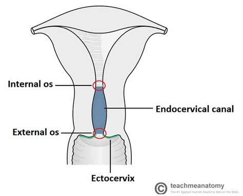 The Cervix - Structure - Function - Vascular Supply - TeachMeAnatomy