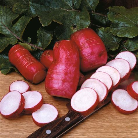 China Rose Radish – Asia Seeds