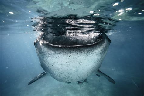 Best of 2014: Top 10 Underwater Photos - 500px