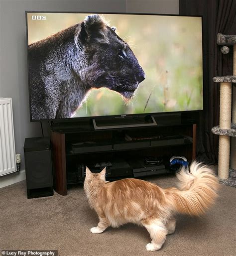 New HD TVs mean pets can FINALLY watch telly - Big World Tale