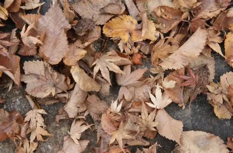 two free high resolution photos of fall or autumn brown leaves