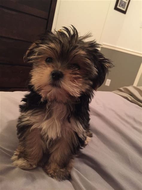 Morkie puppy! | Morkie puppies, Puppies, Morkie