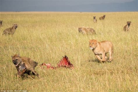 ハイエナの群れ、ライオンの獲物を狙うが失敗_中国網_日本語