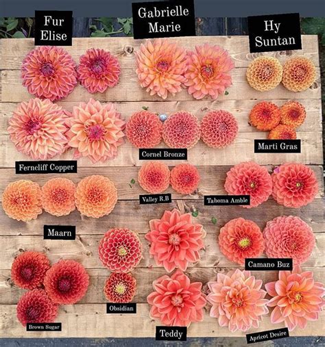 Instagram | Idées jardin, Fleuriste, Promesses de fleurs