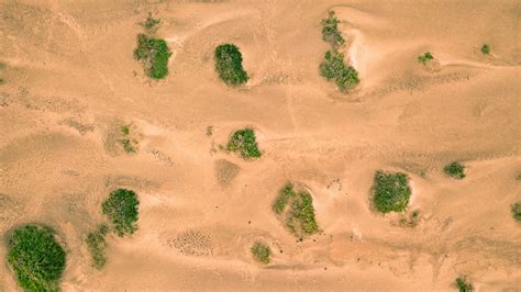 sand, desert, dunes, vegetation, 4k HD Wallpaper