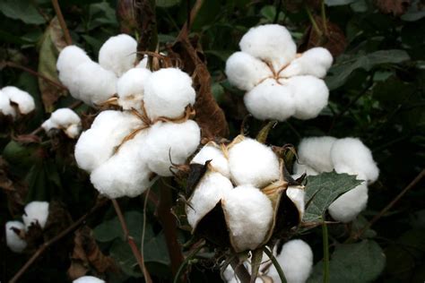 11+ Essential Tips: How To Grow Cotton Plant Like Pro!