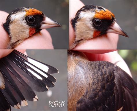 Two in a bush: Sexing Goldfinches: a photographic study (updated 18/02/14)